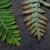 Upper side (left) and lower side (right) of fertile front