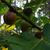 Ficus carica 'Brown Turkey' fruit in summer in Moore County