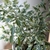 Ficus benjamina