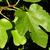 Ficus carica 'Brown Turkey' leaves in summer in Moore County