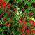 Silene virginica