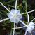 Close up of flower