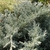 Foliage in August in Mercer County, New Jersey