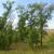 Fraxinus pennsylvanica