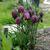 Fritillaria meleagris