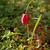 Fritillaria meleagris