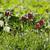 Fritillaria meleagris