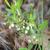 Gaylussacia dumosa