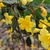 Yellow, trumpet-shaped flowers.