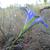 Fall Stem Close Up (Craven County, NC)