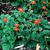 Geum coccineum