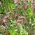 Geum trifolum
