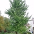 mature tree by a pool. Crown is loosely pyramidal in shape.