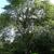 Gleditsia triacanthos
