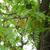 Gleditsia triacanthos
