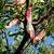 Gleditsia triacanthos