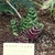 Plant with variegated leaves growing in a greenhouse