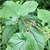 Leaves and flowers