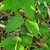 Vine