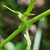 Stem and leaf attachment