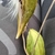 Opened fruit