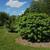 Gumball Sweetgum