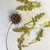 Elongated green structures are male staminate catkins and pollen