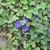 Leaf and flower