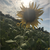 Helianthus annuus