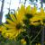 Helianthus maximiliani in the fall in Moore County