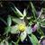 Helleborus croaticus in bloom at the JC Raulston Arboretum