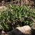 Helleborus croaticus full plant