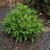Helleborus croaticus full plant