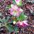 Helleborus x hybridus