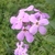 Clusters of pink, 4-petaled flowers.