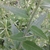 Close up of the stem and alternate ovate leaves.