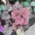 Pink-purple foliage and scalloped leaves.