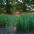 large patch of shrubs with red flowers