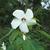 White Flower Close-Up, Fall (Craven County, NC)