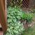 Hosta