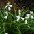Hyacinthoides hispanica white flowers in spring