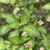 Hydrangea Serrata 'Omacha Variegated'