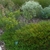 Planted with Hypericum lloydii and Chrysopsis mariana in late su