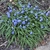Low growing mat with blue flowers