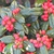 Ilex cornuta 'Dwarf Burford'