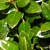 Ilex cornuta 'Dwarf Burford'