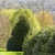 Ilex cornuta 'Dwarf Burford'