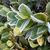 Ilex cornuta 'Carissa'
