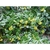 Ilex cornuta 'D'Or'
