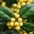 Ilex cornuta 'D'Or'